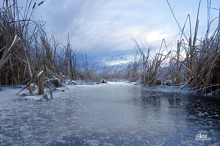 Back Pond Ice