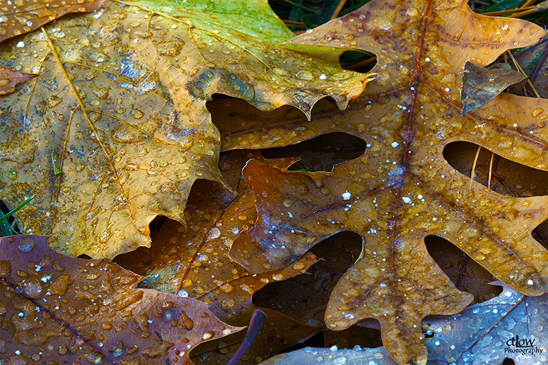 Autumn Oak Leaves