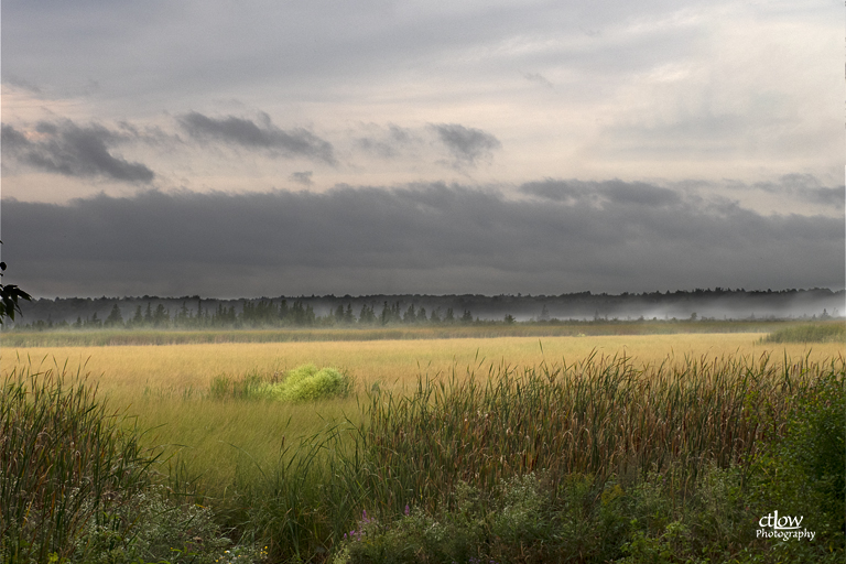 Back Pond morning mist