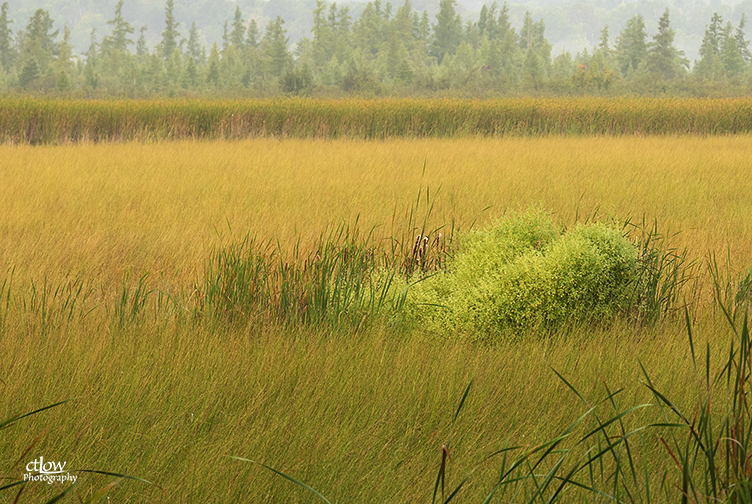 Back Pond morning mist