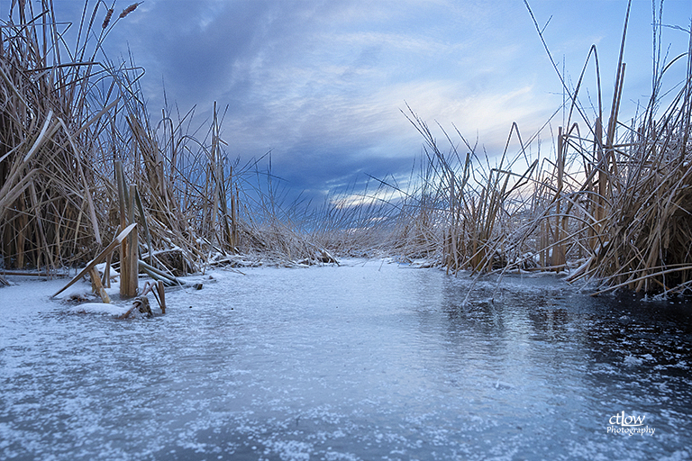 Back Pond Ice