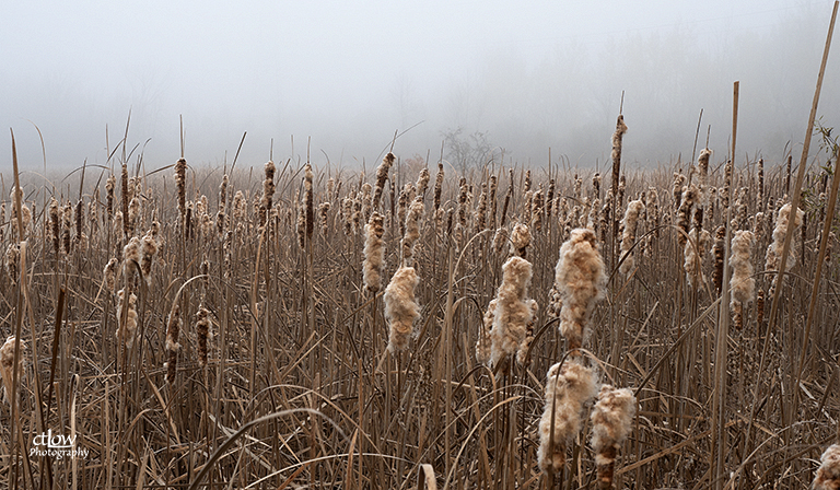 Back Pond rushes fog Mac Johnson Wildlife Area Cataraqui Conservation Authority Back Pond rushes fog Mac Johnson Wildlife Area Cataraqui Conservation Authority