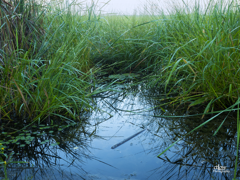  Water Grass Back Pond Brockville Mac Johnson Cataraqui Conservation