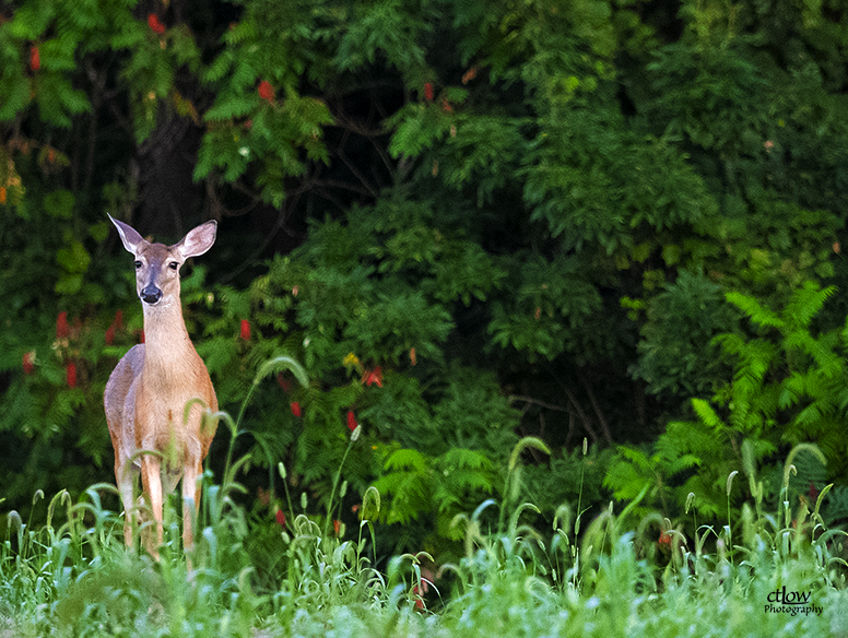 Deer Dawn