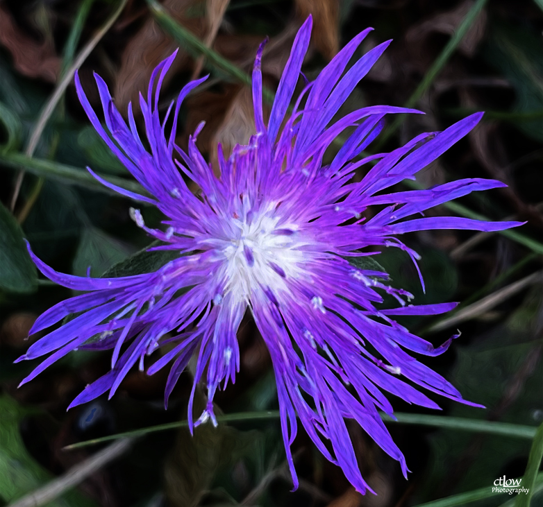 Small Blue Lawn Flower