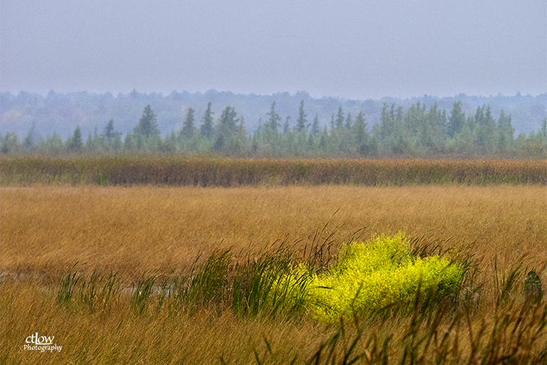 Back Pond in Rain Mac Johnson Wildlife Area Catarqui Conservation Authority Elizabethtown-Kitley