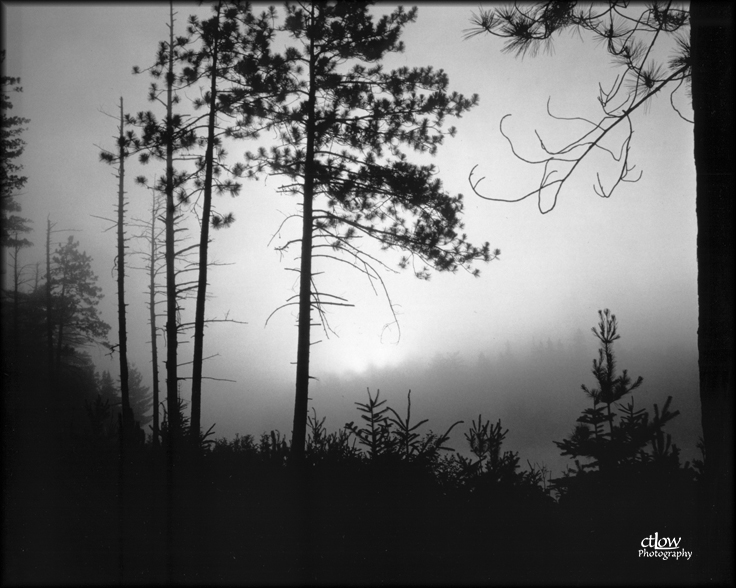 Algonquin Dawn Fog