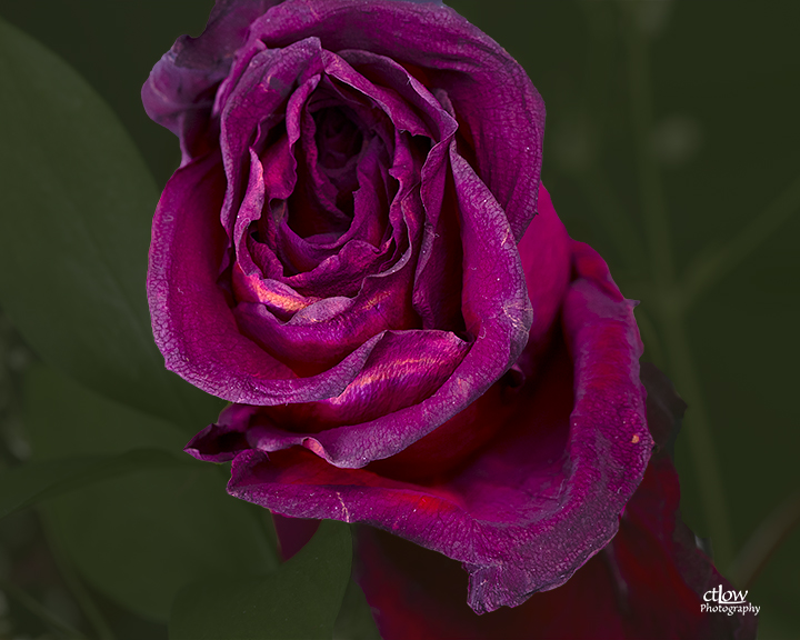 wilting rose