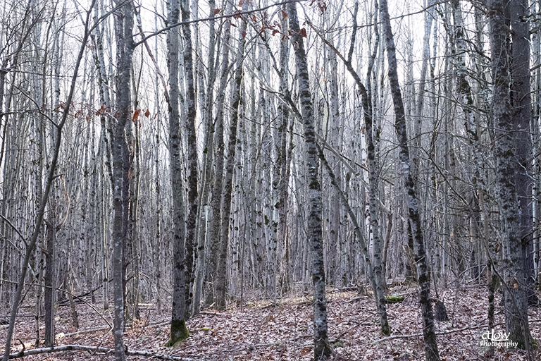 Birch woods autumn