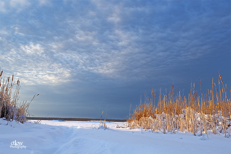 Back Pond Snow and Rushes – Golden Hour