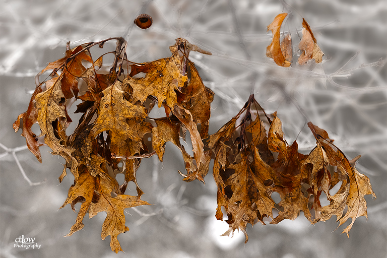 Red Oak Leaves Hanging On