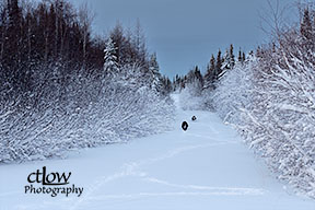 dogs on snowy road