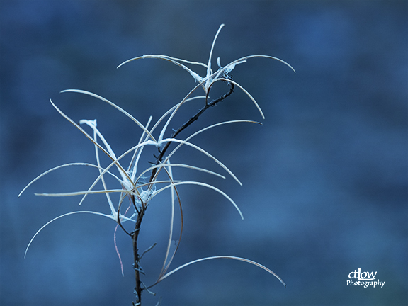 lacy stringy white boreal autumn flower