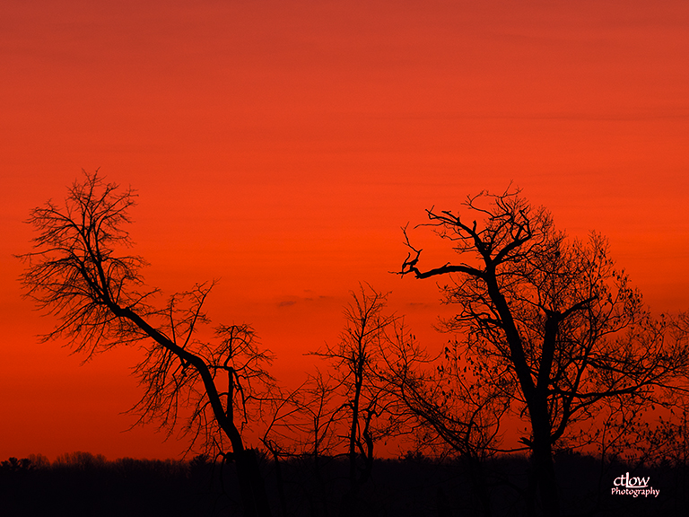 Orange Dawn Branches