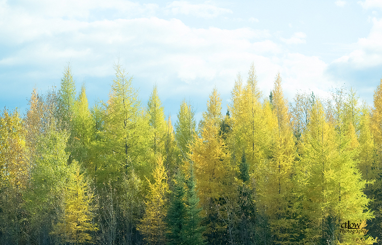 Tamarack Larch Autumn colour change deciduous evergreen