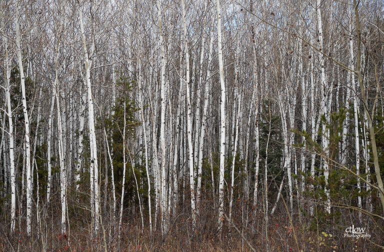 Birch Stand