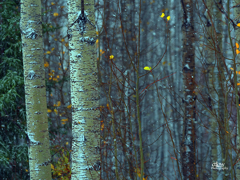 Birch Stand during Snow