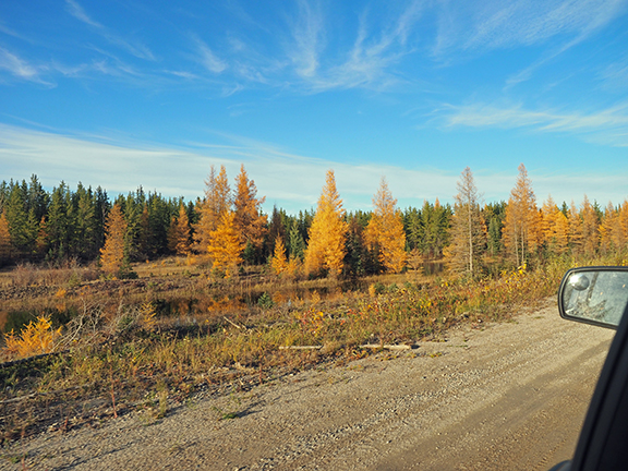 northern Manitoba scruffy forest