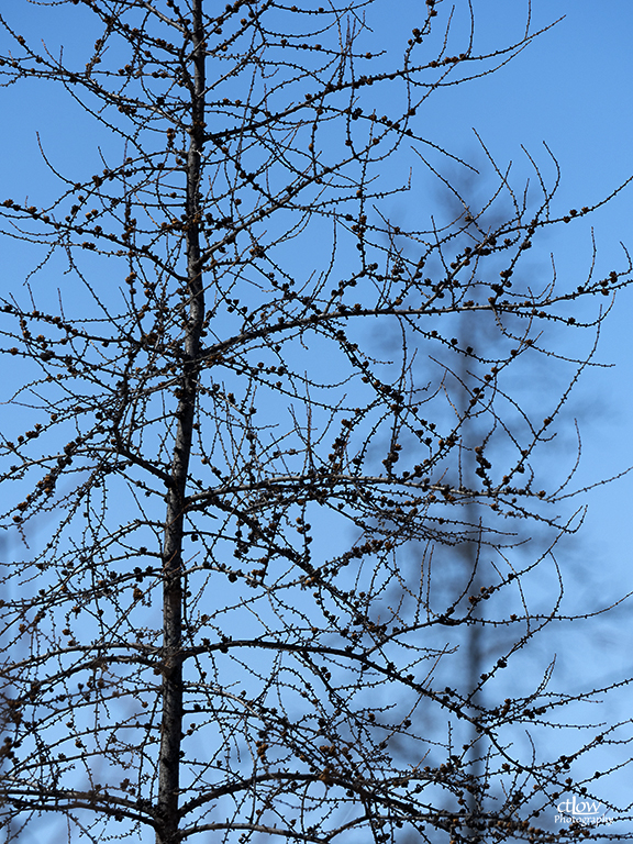 Tamarack Larch