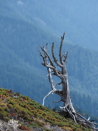 Hurricane Ridge stump branches