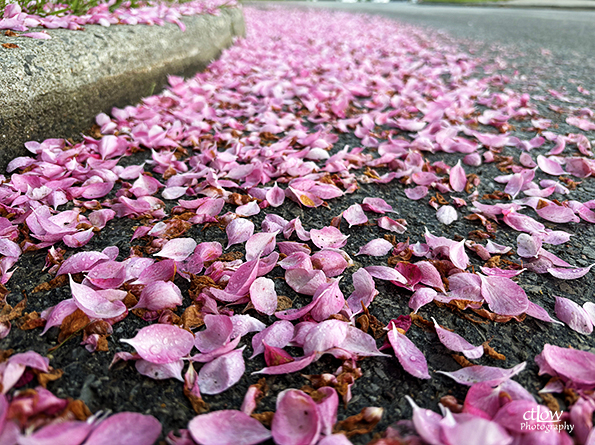 crab apple petals road blockhouse island brockville ontario