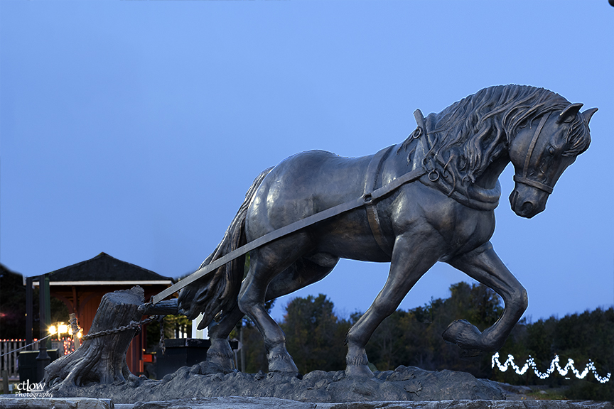 Canadian Horse Canadian Horse