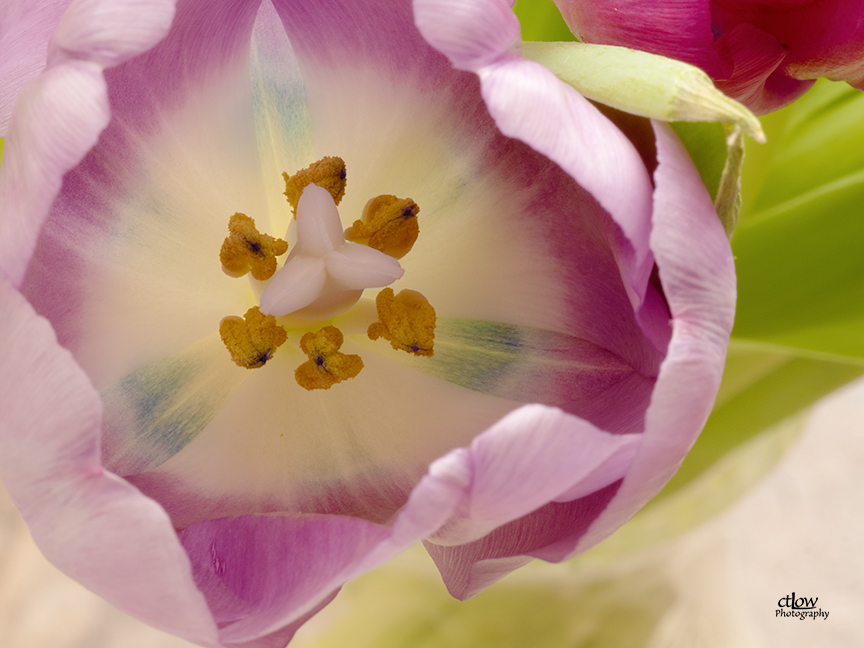 Tulip sex-organs close-up