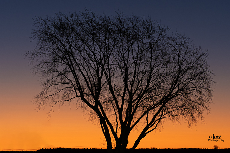 Dawn Winter Tree Blockhouse Island