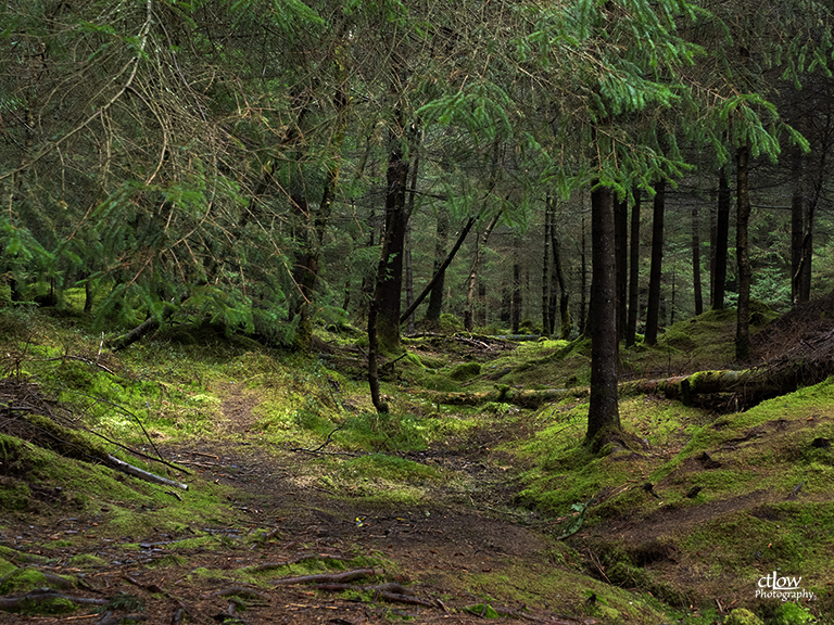 Forest at Fløyen